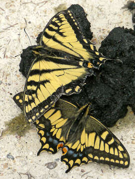 Image of Hudsonian Old World Swallowtail