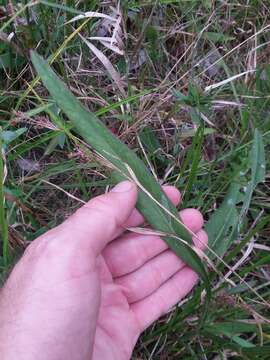 Imagem de Coreopsis gladiata Walt.