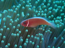 Image of Pink anemonefish