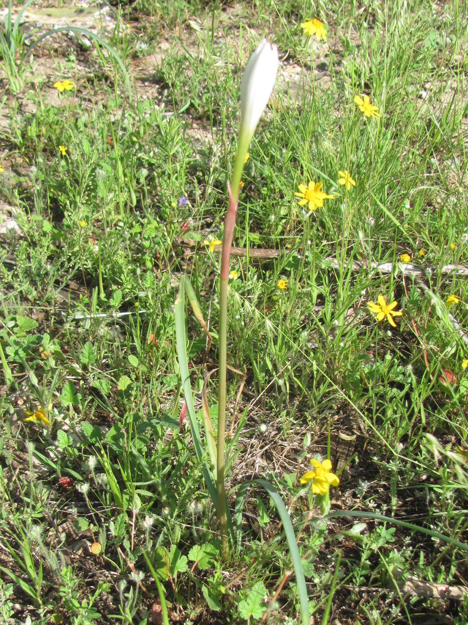 Image of prairie lily