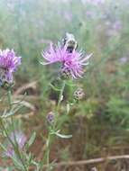 Image of spotted knapweed