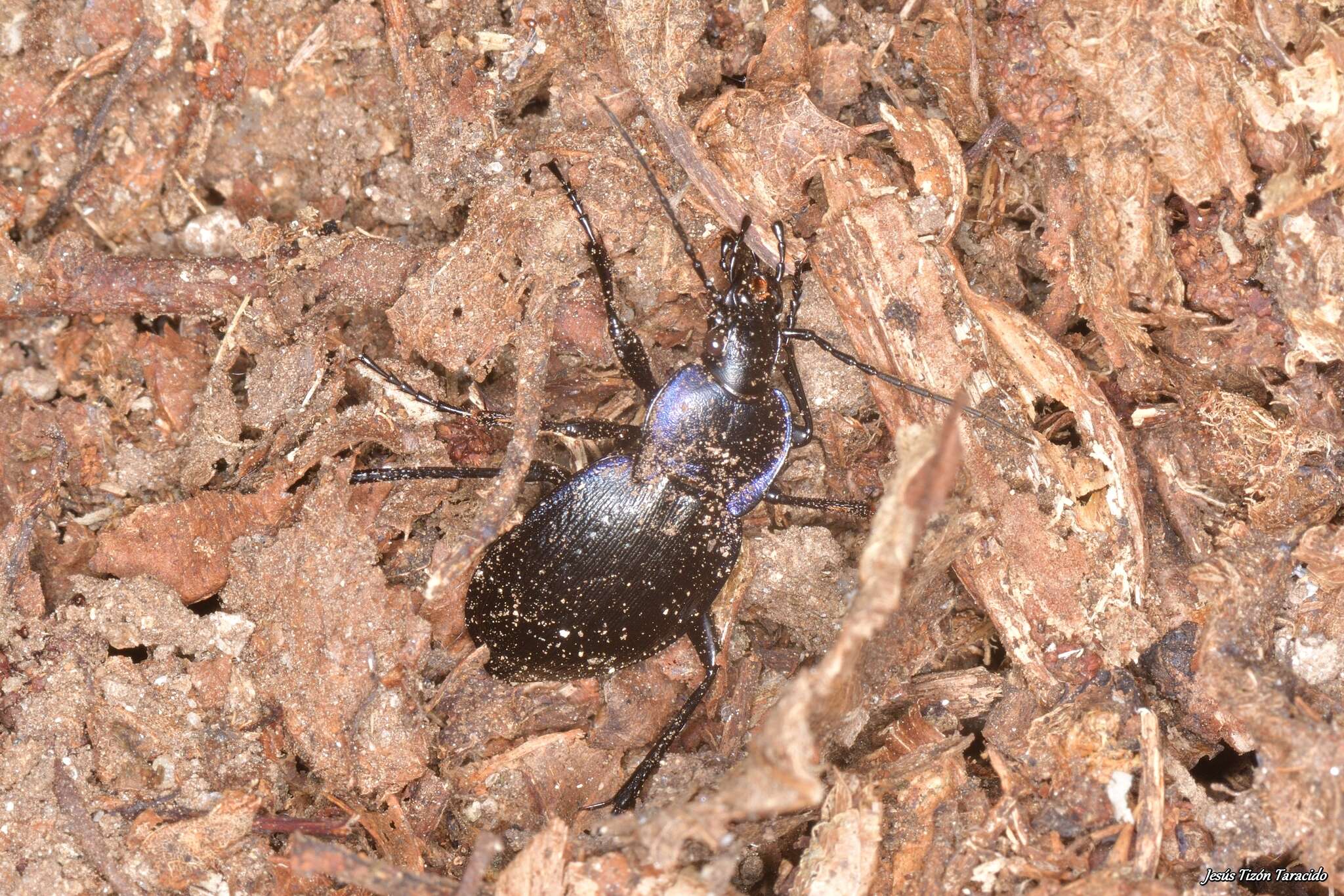 Слика од Carabus (Oreocarabus) luetgensi luetgensi Beuthin 1886