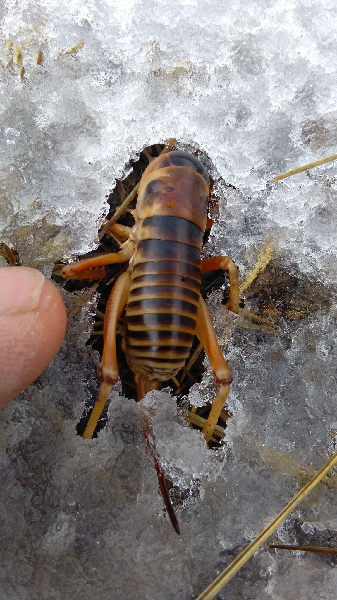 صورة Hemiandrus fiordensis (Salmon 1950)