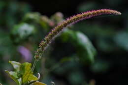 Imagem de Acalypha angatensis Blanco