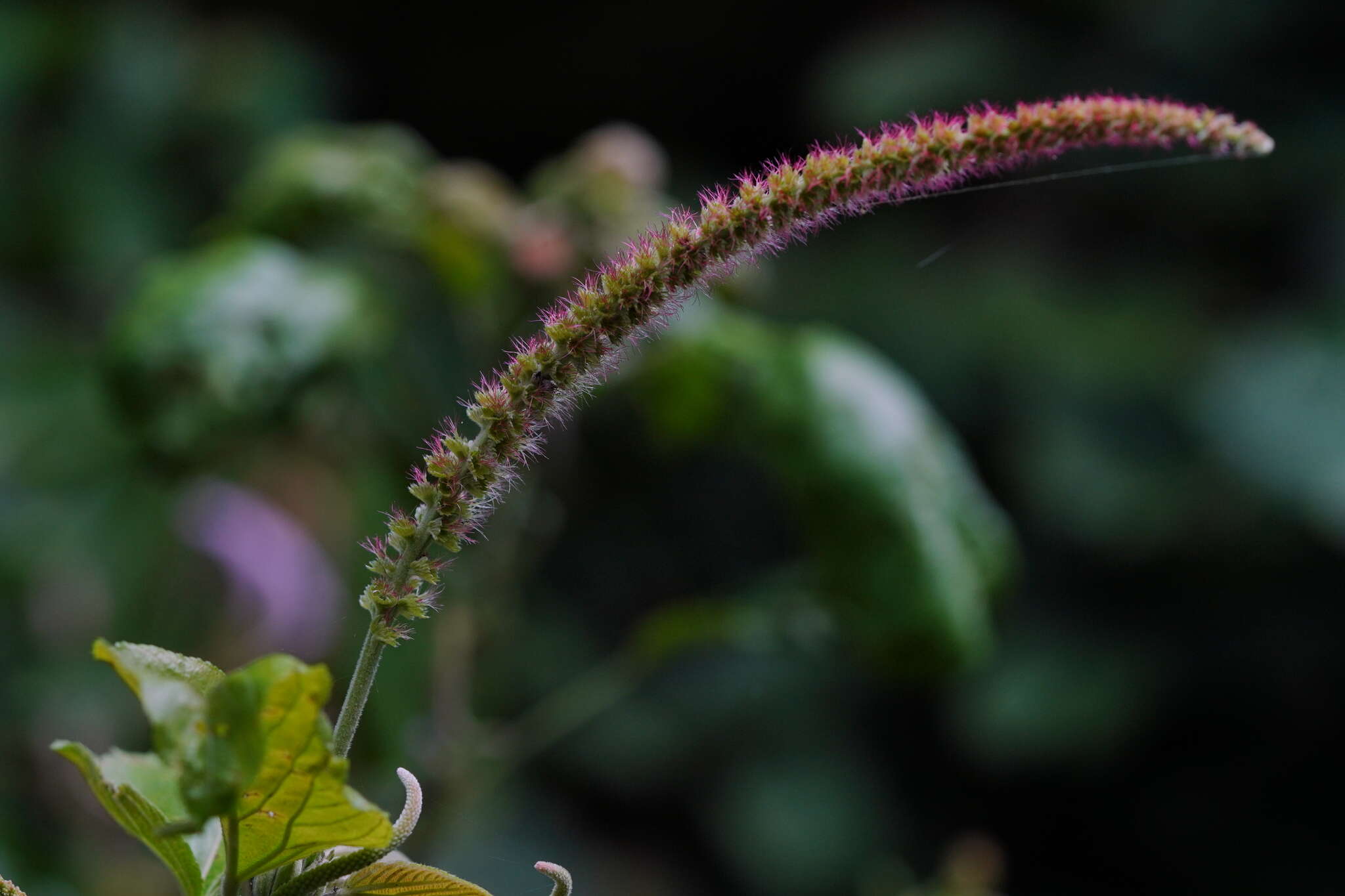 Imagem de Acalypha angatensis Blanco