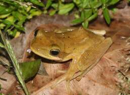 Image of Himalayan Tree Frog