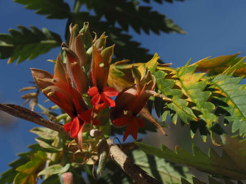 Image de Melianthus comosus Vahl