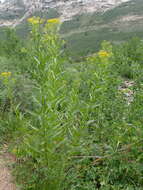 Image of tall ragwort