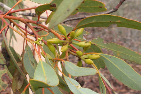 Image of Paper-barked wandoo