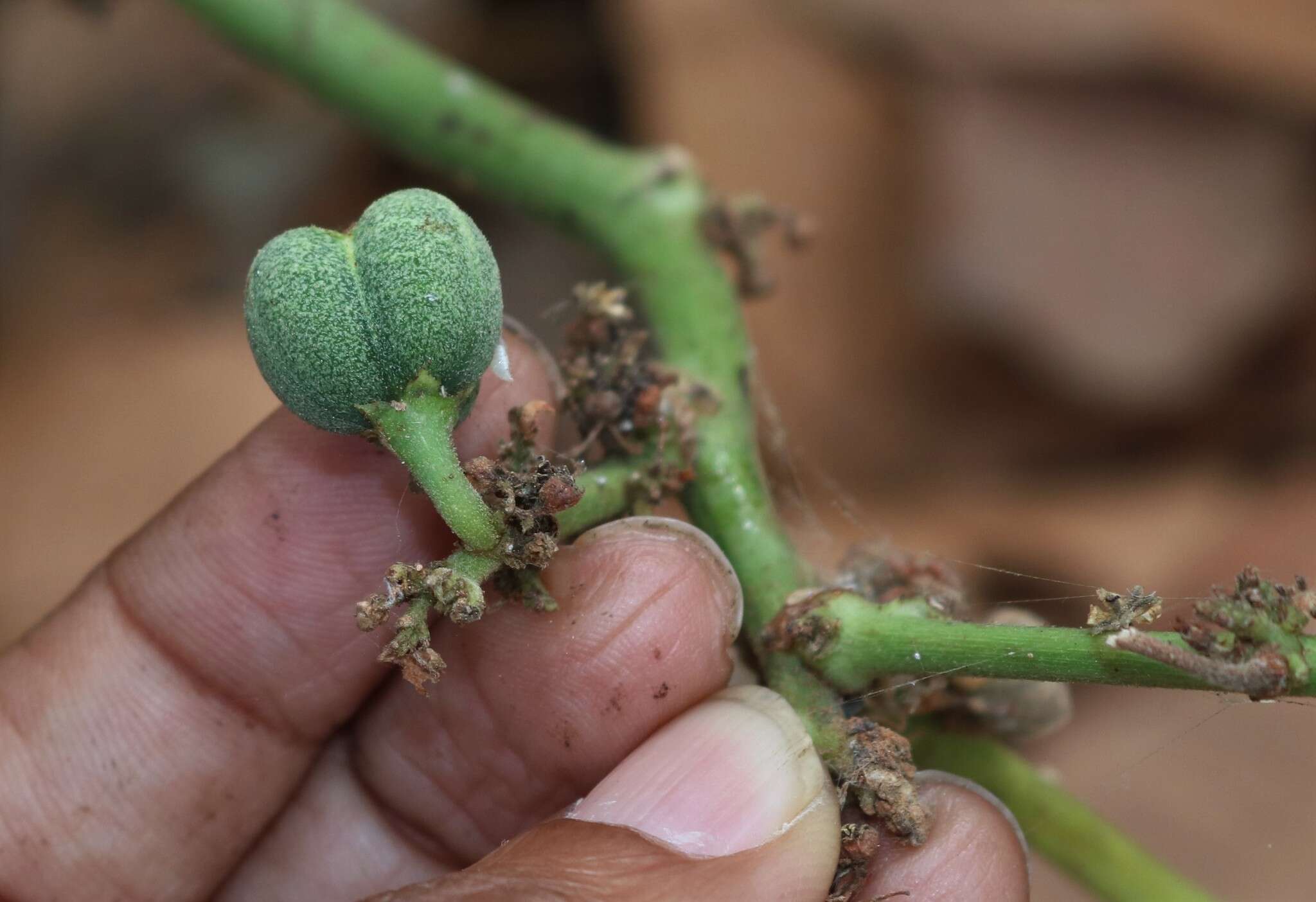 Image of Baliospermum solanifolium (Burm.) Suresh