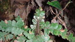 Image of Thereuopoda longicornis (Fabricius 1793)