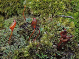 Image of buxbaumia moss