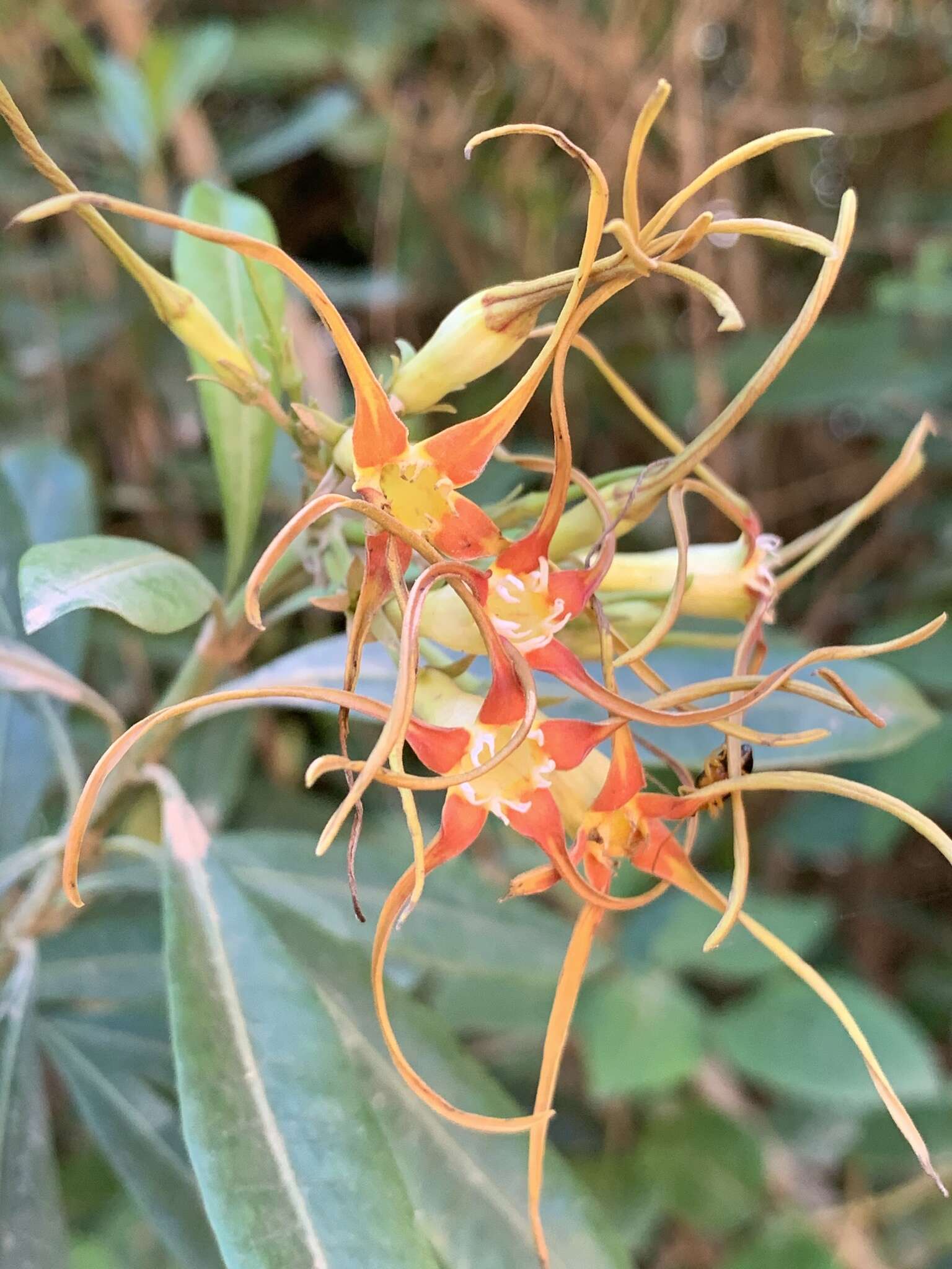 Image de Strophanthus speciosus (Ward & Harv.) Reber