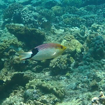 Image of Blackfin hogfish