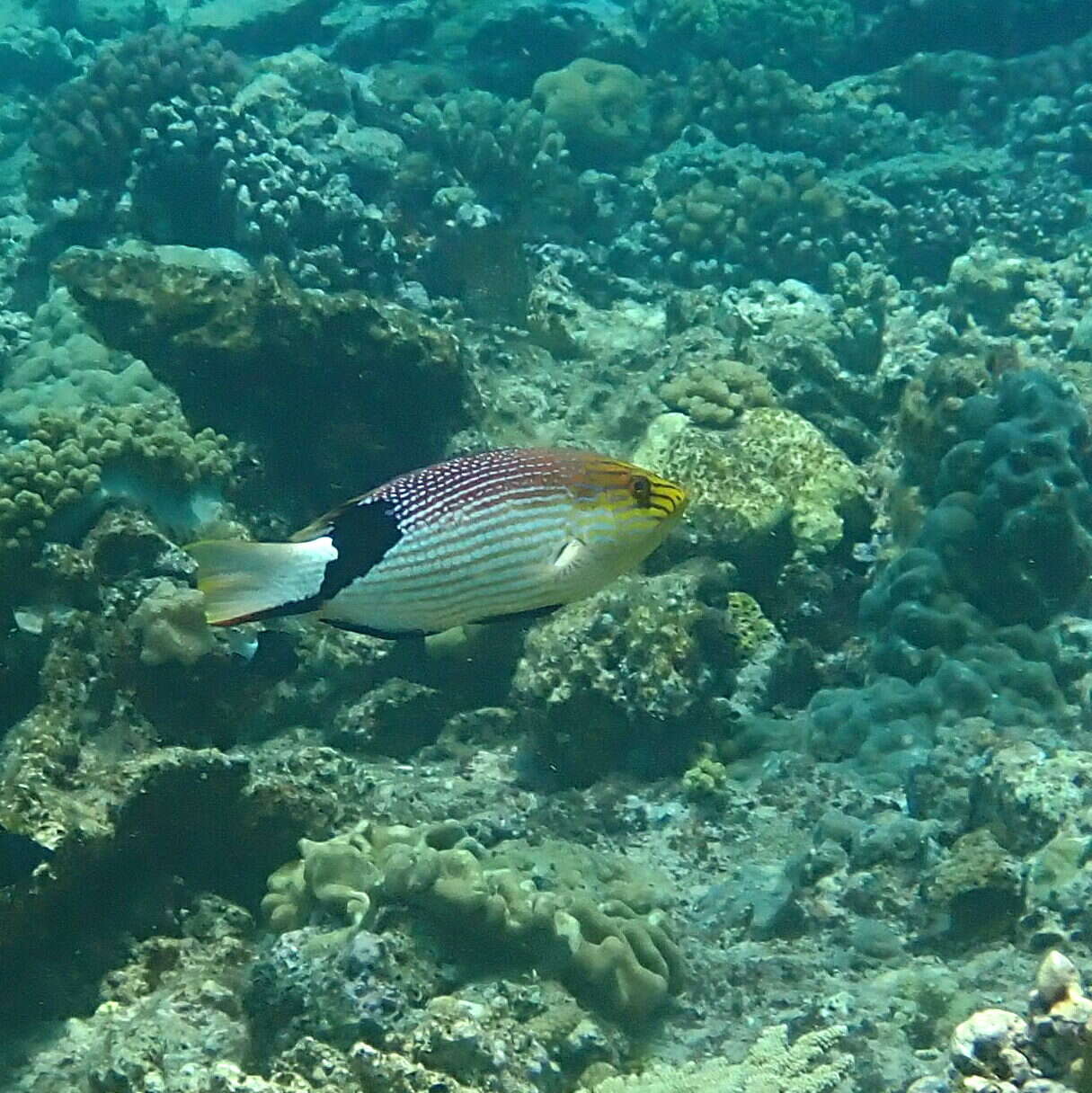 Bodianus loxozonus (Snyder 1908) resmi