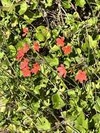 Image of Pelargonium tongaense P. Vorster