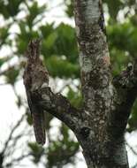 Image of Common Potoo