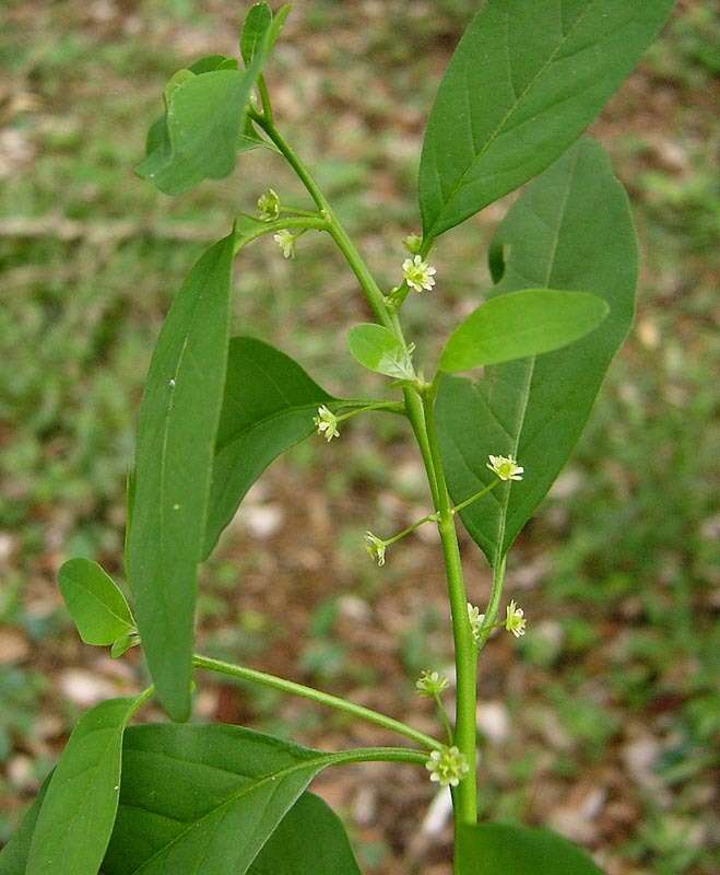 Imagem de Clutia abyssinica Jaub. & Spach