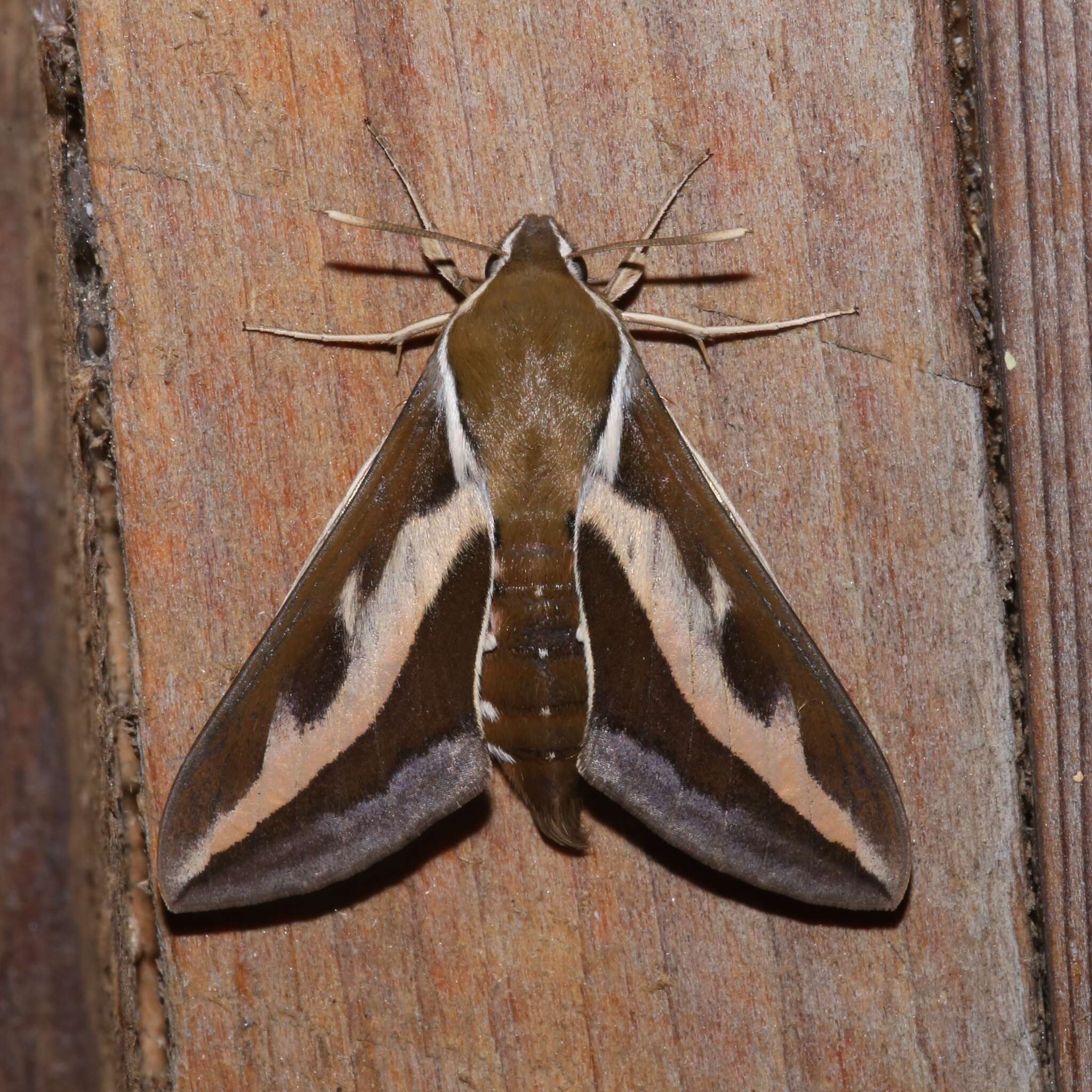 Image of Galium Sphinx