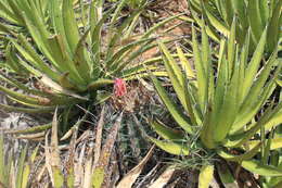 Image of <i>Hamatocactus hamatacanthus</i>