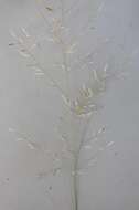 Слика од Eragrostis cylindriflora Hochst.