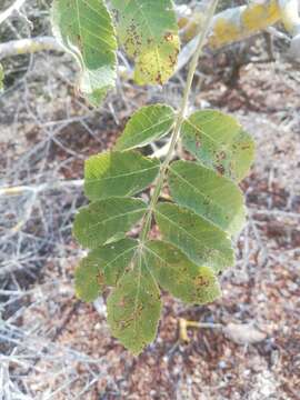 Image de Bursera excelsa (Kunth) Engl.