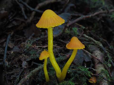 Image of Hygrocybe julietae (G. Stev.) E. Horak 1971