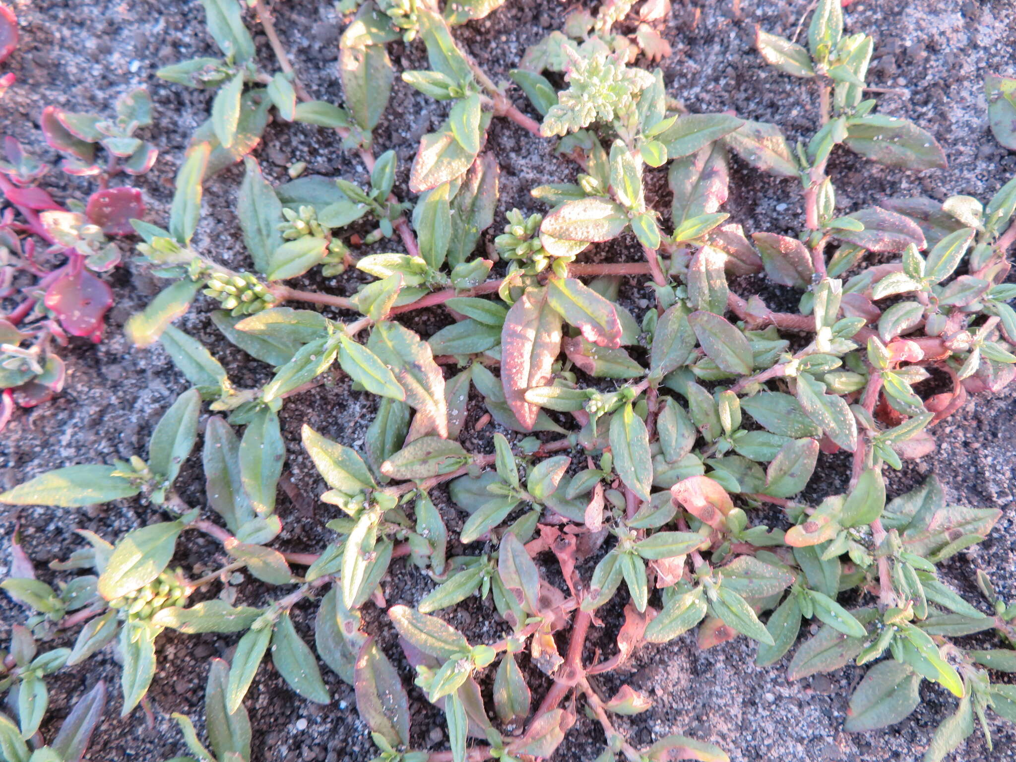 Sivun Persicaria prostrata (R. Br.) Sojak kuva