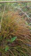 Image of prairie dropseed