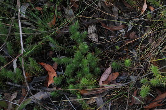 Image of Melichrus procumbens (Cav.) Druce