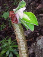 Image of Euphorbia denisiana var. ankarensis