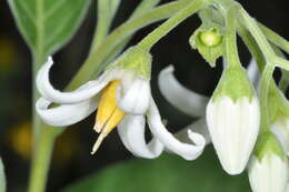 Image de Solanum stuckertii Bitter