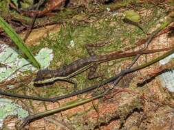 Plancia ëd Anolis oxylophus Cope 1875