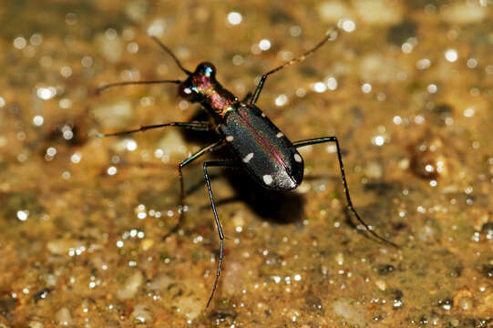 Image of Cylindera (Ifasina) decolorata (W. Horn 1907)