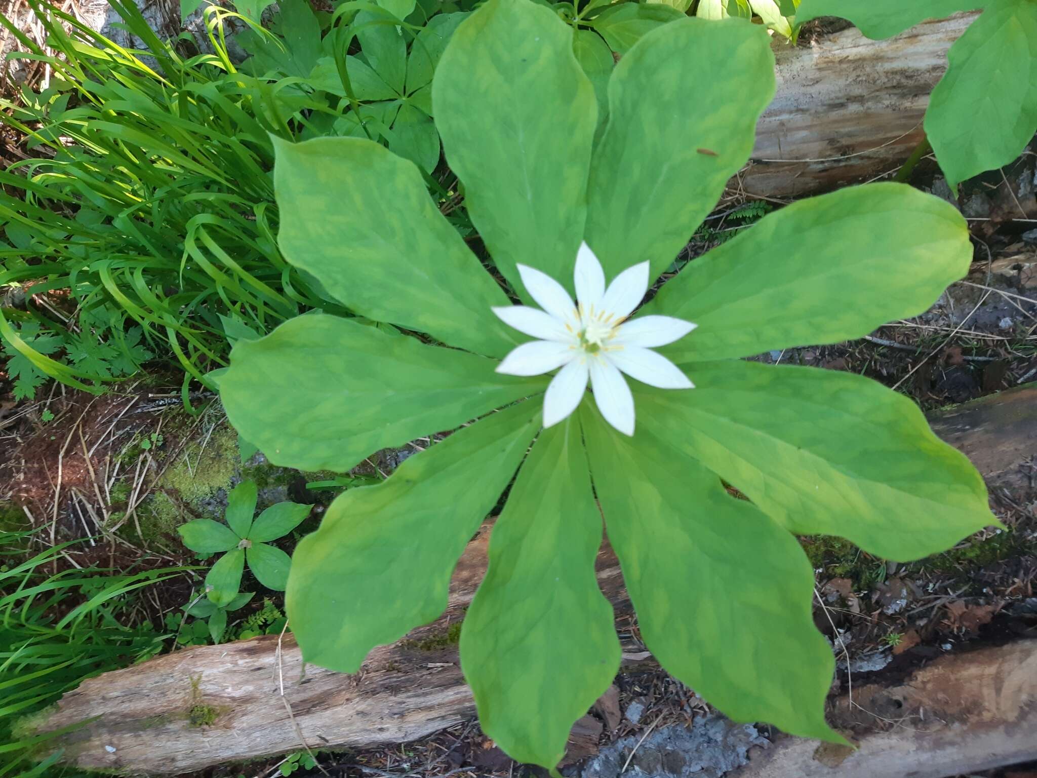 Image of Paris japonica (Franch. & Sav.) Franch.