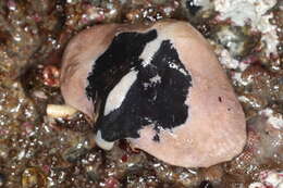 Image of Butterfly crab