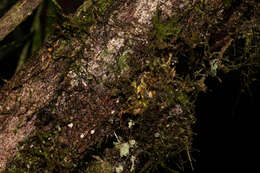 Image of Mossy Bush Frog