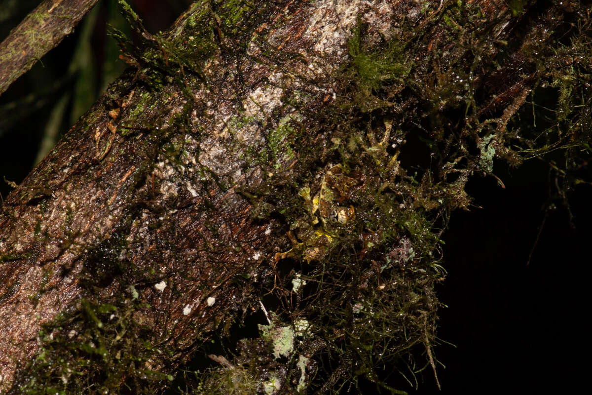 Image of Mossy Bush Frog