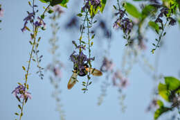 Image of Xylocopa ruficeps Friese 1910