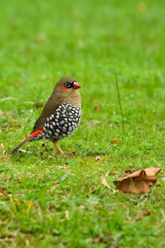 Image of Red-eared Firetail