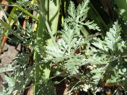 Image of Geranium multisectum N. E. Br.