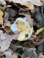 Image of common yellow russula