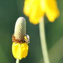 Слика од Perdita albipennis Cresson 1868