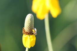 Imagem de Perdita albipennis Cresson 1868