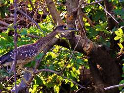 Image of White-backed Night Heron