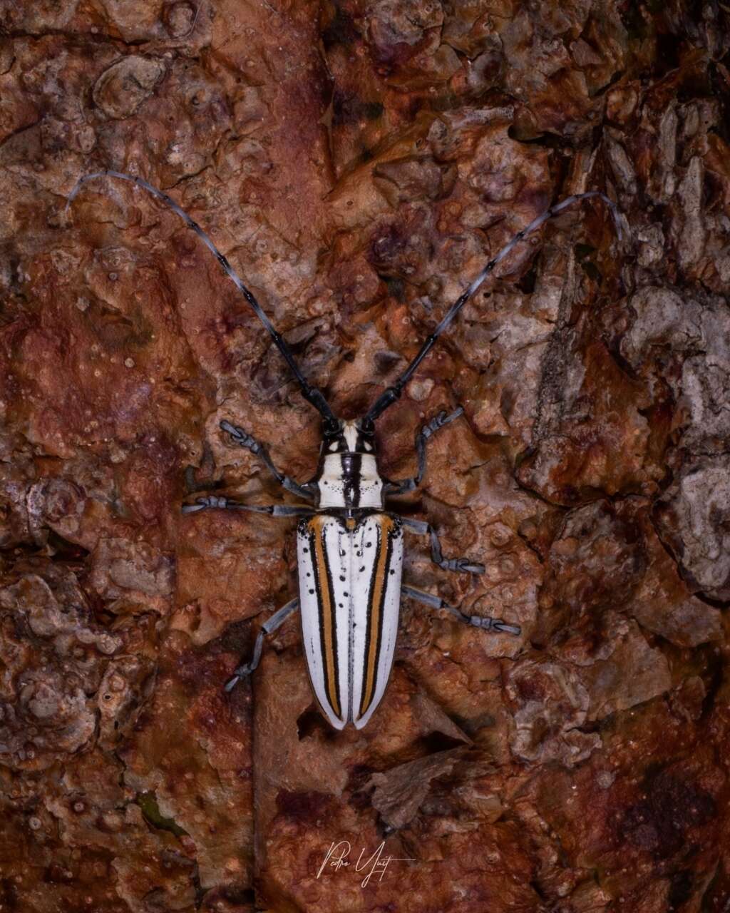 Image of Deliathis incana (Forster 1771)