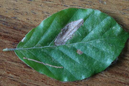 Image of Beech Midge