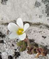 Imagem de Oxalis punctata L. fil.