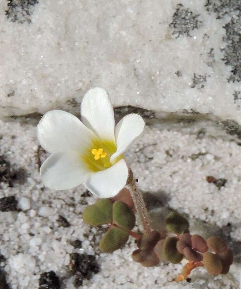 Sivun Oxalis punctata L. fil. kuva