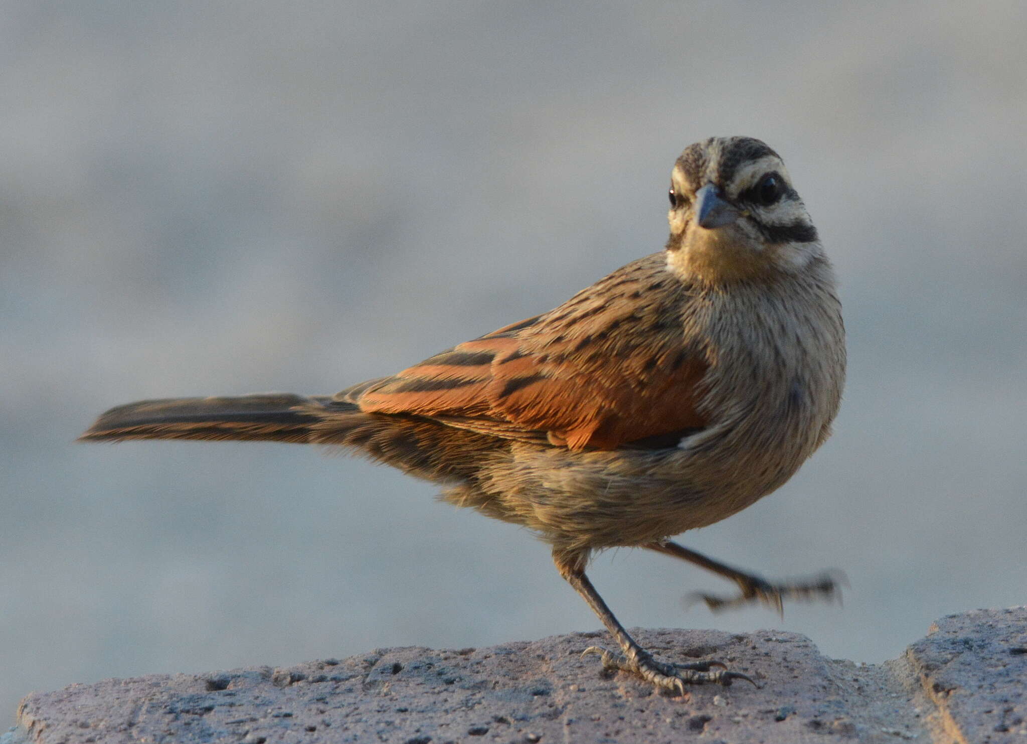 Image of Emberiza capensis capensis Linnaeus 1766